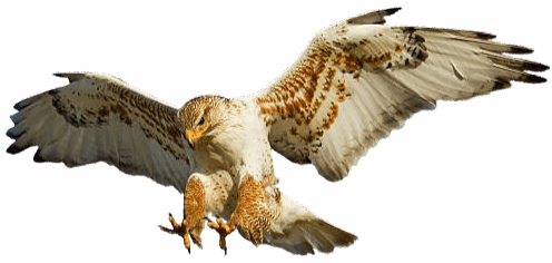 Illustration de faucon